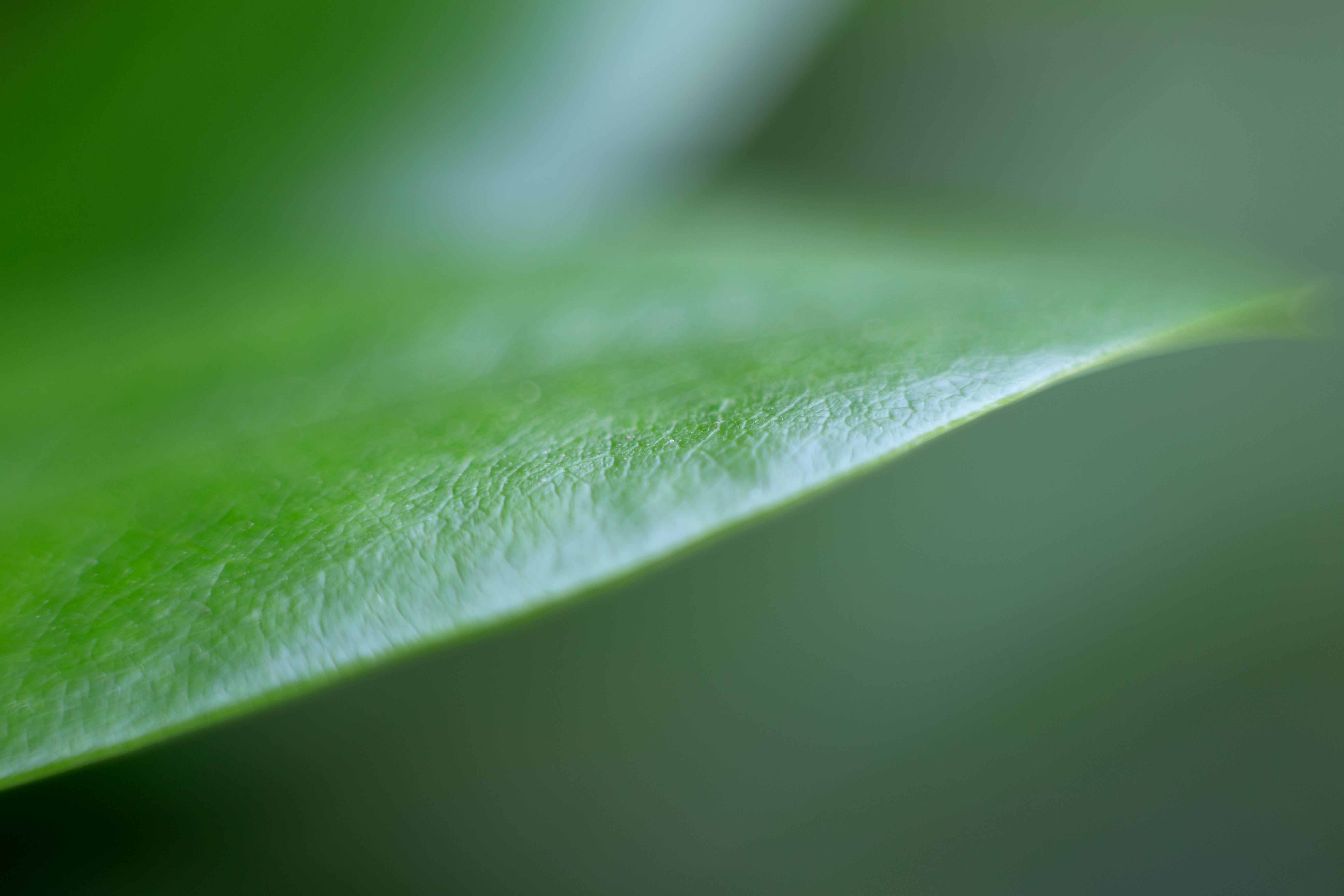 CSED analysis consultation