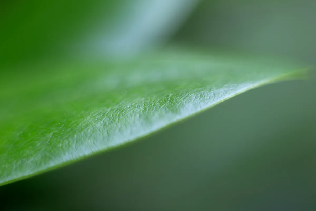 CSED analysis consultation